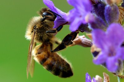 Avoir la tête dedans_4785078515_l.jpg